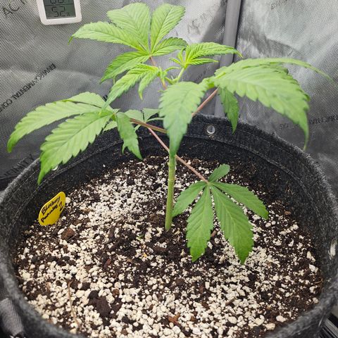 Blueberry Pancakes 2 growlog timeline photo