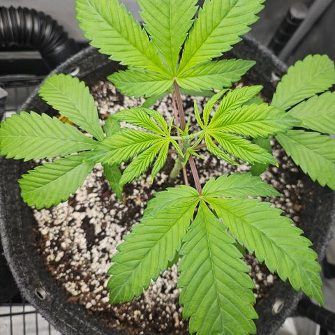 Blueberry Pancakes 2 growlog timeline photo