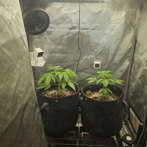 Blueberry Pancakes growlog timeline photo