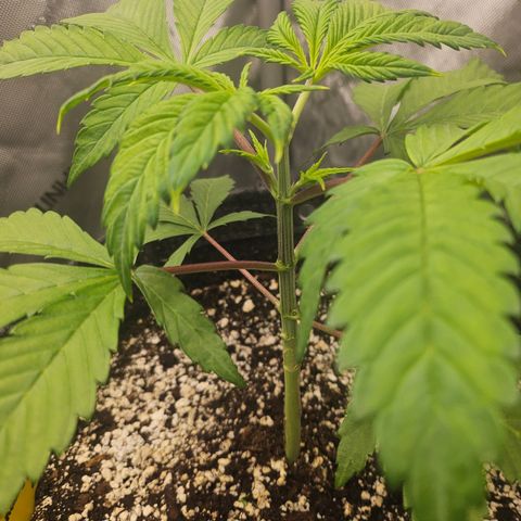 Blueberry Pancakes 2 growlog timeline photo