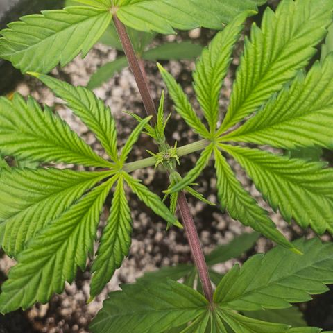 Blueberry Pancakes 2 growlog timeline photo