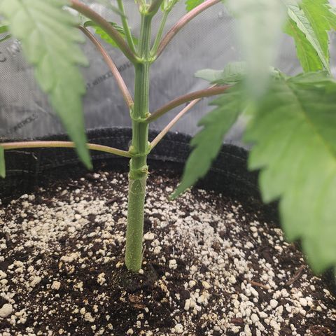 Blueberry Pancakes growlog timeline photo