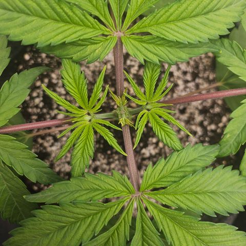 Blueberry Pancakes growlog timeline photo