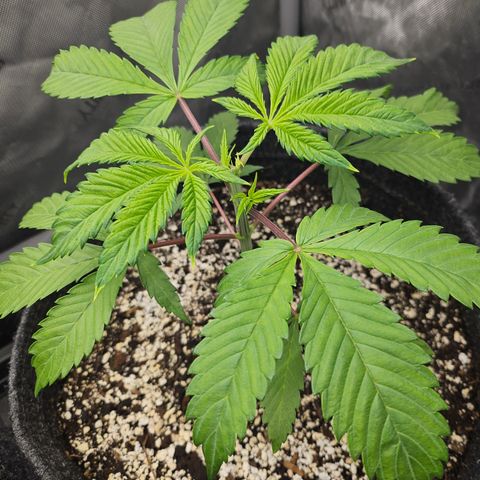 Blueberry Pancakes 2 growlog timeline photo