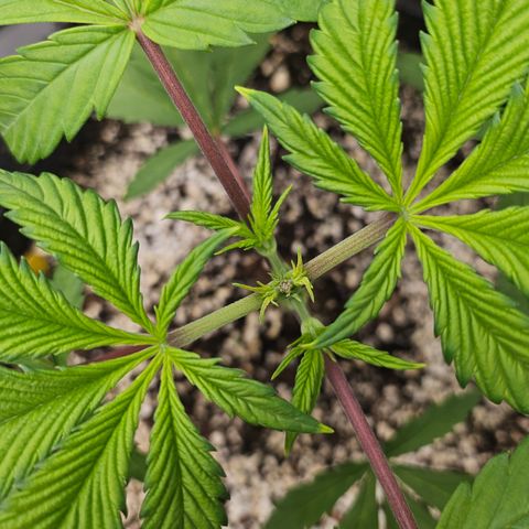Blueberry Pancakes 2 growlog timeline photo