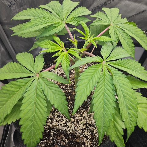 Blueberry Pancakes growlog timeline photo