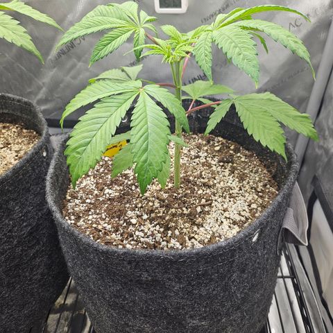 Blueberry Pancakes 2 growlog timeline photo