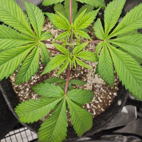 Blueberry Pancakes 2 growlog timeline photo