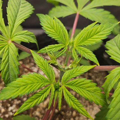 Blueberry Pancakes 2 growlog timeline photo