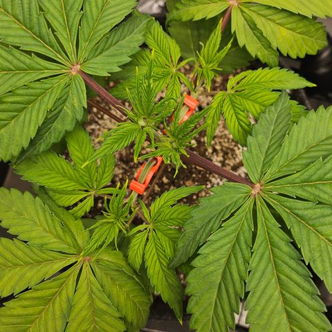 Blueberry Pancakes growlog timeline photo