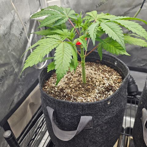 Blueberry Pancakes growlog timeline photo