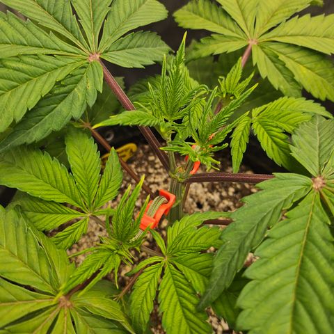 Blueberry Pancakes growlog timeline photo