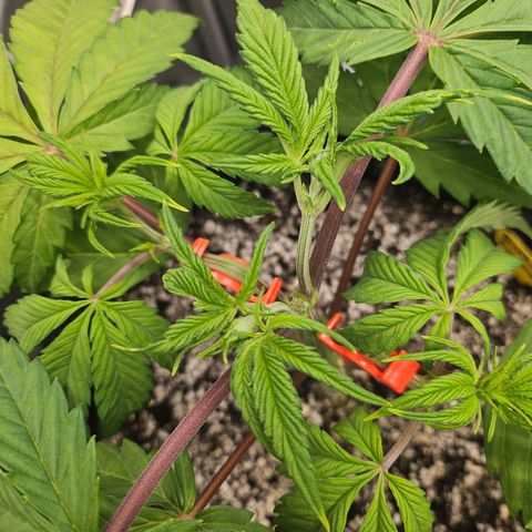 Blueberry Pancakes growlog timeline photo