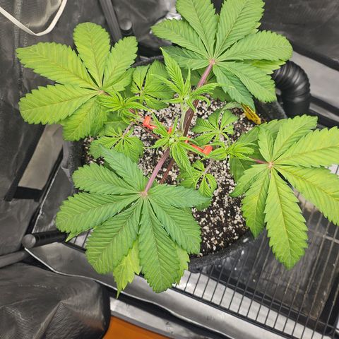 Blueberry Pancakes growlog timeline photo