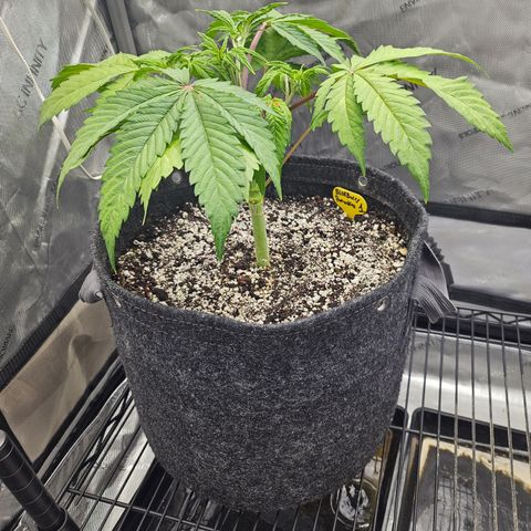 Blueberry Pancakes growlog timeline photo