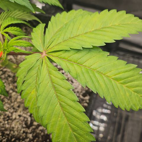 Blueberry Pancakes growlog timeline photo