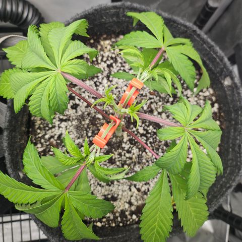 Blueberry Pancakes 2 growlog timeline photo