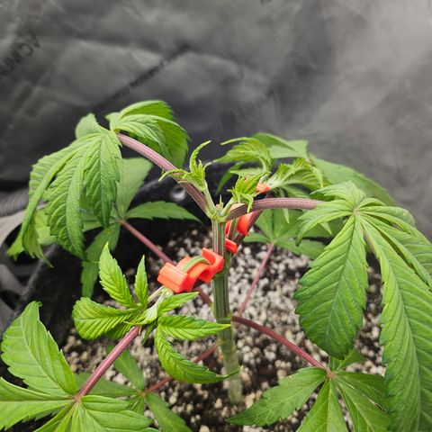 Blueberry Pancakes 2 growlog timeline photo