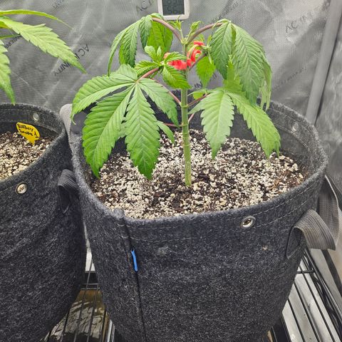 Blueberry Pancakes 2 growlog timeline photo