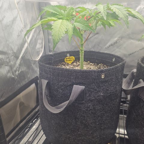 Blueberry Pancakes growlog timeline photo