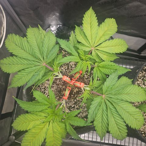 Blueberry Pancakes growlog timeline photo