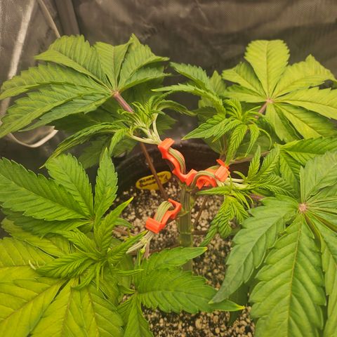 Blueberry Pancakes growlog timeline photo