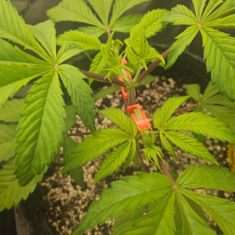 Blueberry Pancakes 2 growlog timeline photo