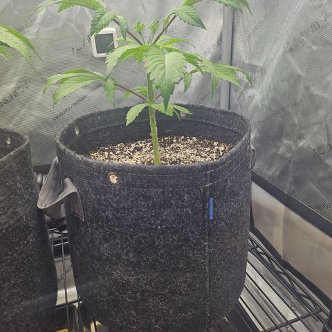 Blueberry Pancakes 2 growlog timeline photo