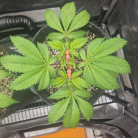 Blueberry Pancakes 2 growlog timeline photo