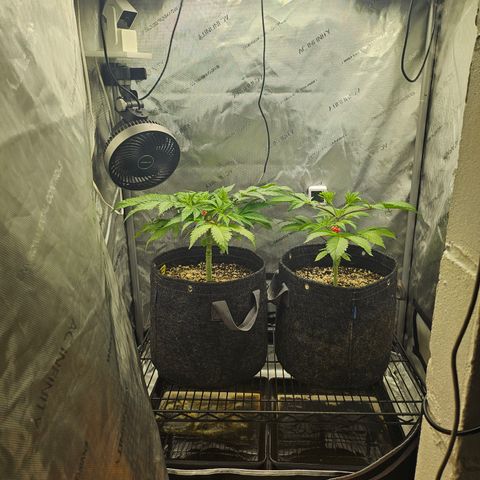 Blueberry Pancakes growlog timeline photo