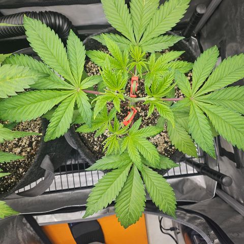 Blueberry Pancakes 2 growlog timeline photo