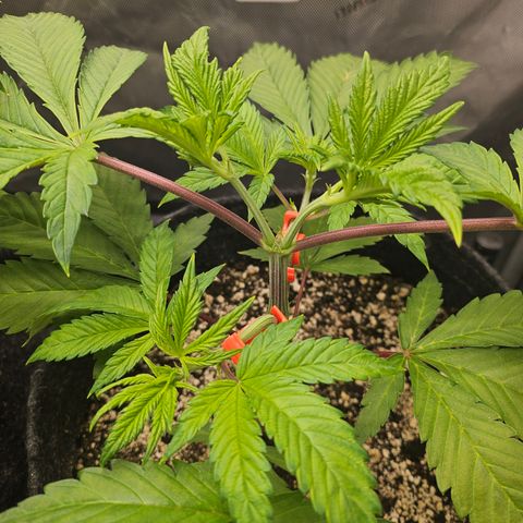 Blueberry Pancakes 2 growlog timeline photo