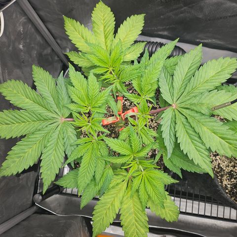 Blueberry Pancakes growlog timeline photo