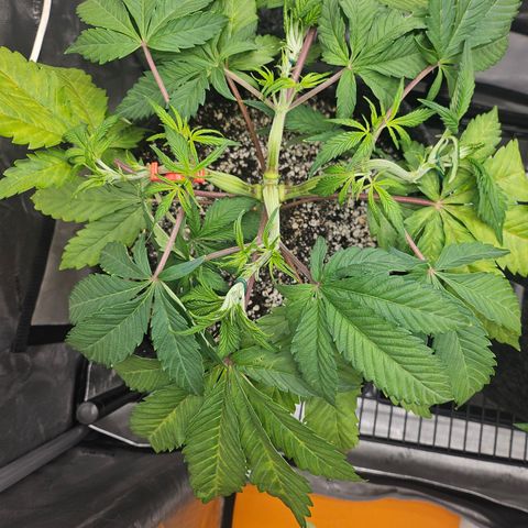 Blueberry Pancakes growlog timeline photo