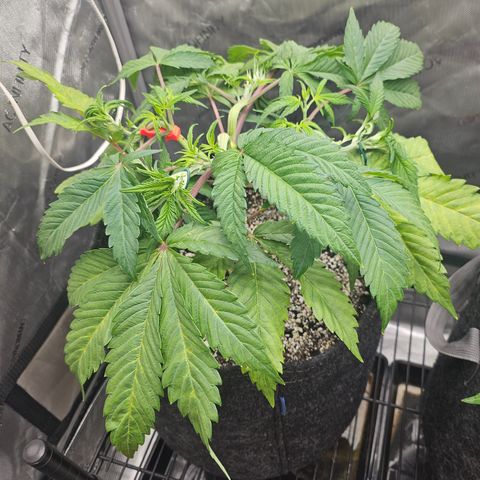 Blueberry Pancakes growlog timeline photo