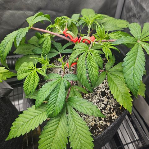 Blueberry Pancakes 2 growlog timeline photo