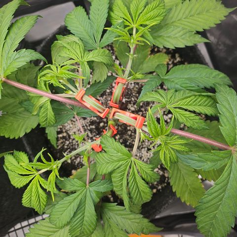 Blueberry Pancakes 2 growlog timeline photo