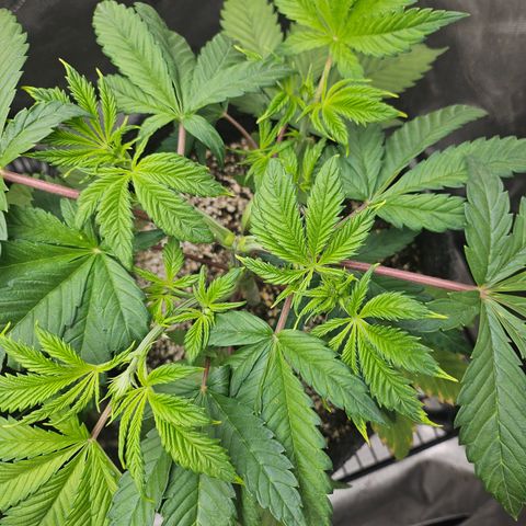 Blueberry Pancakes 2 growlog timeline photo