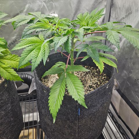 Blueberry Pancakes 2 growlog timeline photo