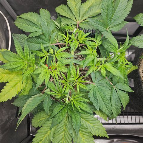 Blueberry Pancakes growlog timeline photo