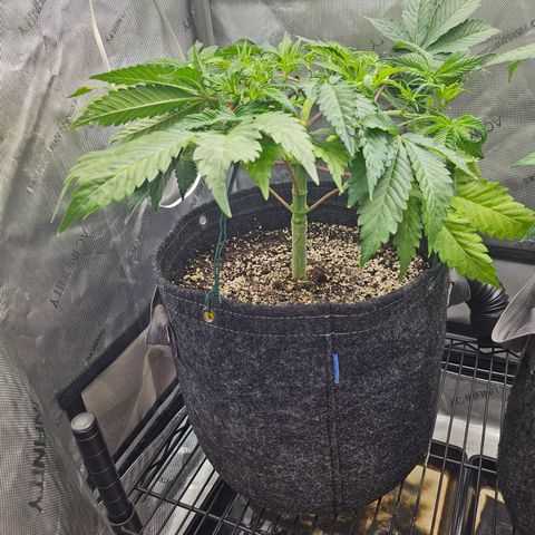 Blueberry Pancakes growlog timeline photo
