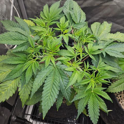 Blueberry Pancakes growlog timeline photo