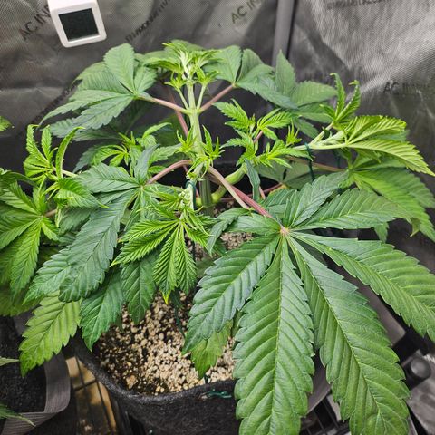 Blueberry Pancakes 2 growlog timeline photo