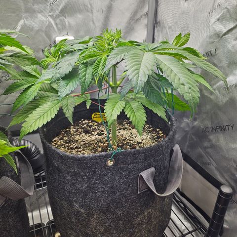 Blueberry Pancakes 2 growlog timeline photo