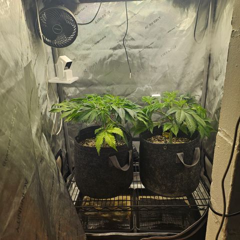 Blueberry Pancakes growlog timeline photo