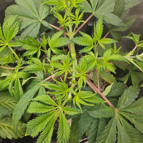 Blueberry Pancakes 2 growlog timeline photo
