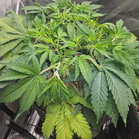 Blueberry Pancakes growlog timeline photo