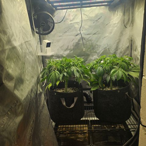 Blueberry Pancakes growlog timeline photo