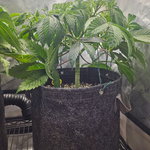 Blueberry Pancakes 2 growlog timeline photo