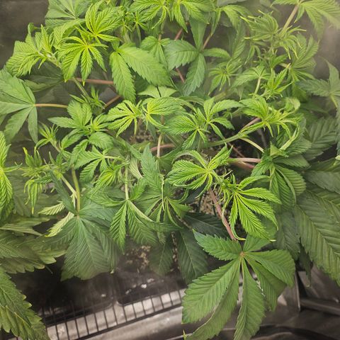 Blueberry Pancakes 2 growlog timeline photo